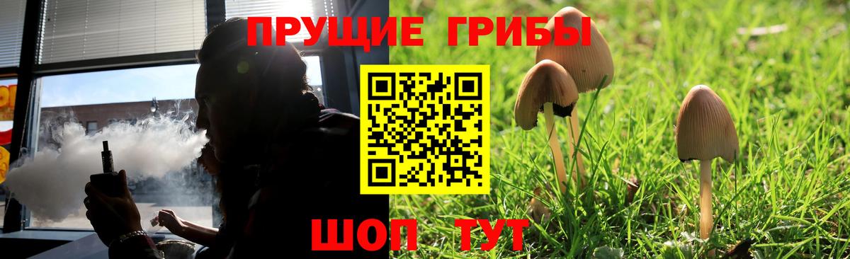 Псилоцибиновые грибы Psilocybe Бахчисарай